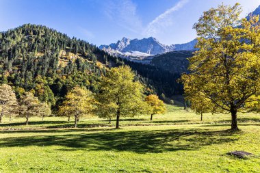 Ahornboden 'daki akçaağaç ağaçlarının sonbahar manzarası, Karwendel dağları, Tyrol, Avusturya