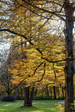 Münih 'in ünlü dinlenme yeri Englischer Garten' da altın sonbahar manzarası. Düşmüş yaprakları ve altın güneş ışığı olan İngiliz bahçesi. Munchen, Bavyera, Almanya