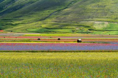Lentil flowering with poppies and cornflowers in Castelluccio di Norcia, national park sibillini mountains, Italy, Europe clipart