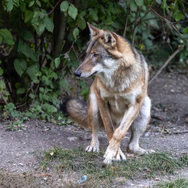 Kurt, gri kurt ya da kereste kurdu olarak da bilinen, Avrasya ve Kuzey Amerika 'nın vahşi ve uzak bölgelerinde yaşayan bir köpek türüdür..