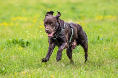 Labrador Retriever, Canis lupus familiaris çim tarlasında. Sağlıklı çikolata rengi labrador retriever Almanya 'da Donauwoerth, Bavyera' da eğleniyor.