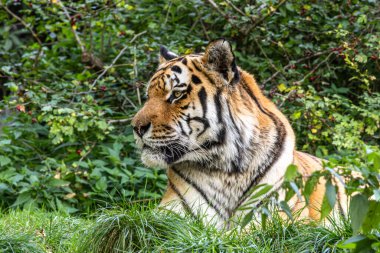 Sibirya kaplanı, Panthera tigris altaica dünyanın en büyük kedisidir.
