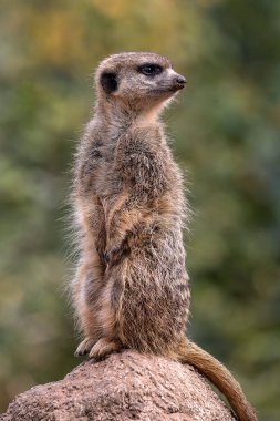 Meerkat, Suricata suricatta bir taşın üzerinde oturuyor ve uzaklığa bakıyor..