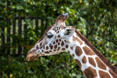 Zürafa, Giraffa camelopardalis, Afrika 'da yaşayan tek ayak parmaklı tek parmaklı, yaşayan en uzun canlı hayvan türüdür..