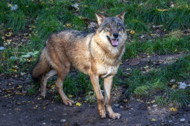 Kurt, gri kurt ya da kereste kurdu olarak da bilinen, Avrasya ve Kuzey Amerika 'nın vahşi ve uzak bölgelerinde yaşayan bir köpek türüdür..