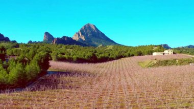 Cieza La Torre 'da şeftali çiçeği. Murcia bölgesindeki Cieza 'da çiçek açan şeftali ağaçlarının videosu. Şeftali, erik ve nektarin ağaçları. İspanya