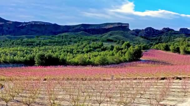 Pfirsichblüte Cieza Torre Videoaufnahme Einer Blüte Von Pfirsichbäumen Cieza Der — Stockvideo