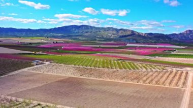 Cieza 'da şeftali çiçeği, Mirador El Horno ile La Macetua arasında meyve bahçeleri. Murcia bölgesindeki Cieza 'da çiçek açan şeftali ağaçlarının videosu. Şeftali, erik ve nektarin ağaçları. İspanya