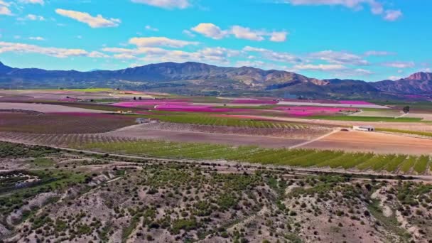 在Cieza的桃花 在Mirador Horno和La Macetua之间的果园 穆尔西亚地区Cieza桃树开花的录像 李子和油桃树 西班牙 — 图库视频影像