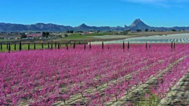 Cieza 'da şeftali çiçeği, Mirador El Horno ile La Macetua arasında meyve bahçeleri. Murcia bölgesindeki Cieza 'da çiçek açan şeftali ağaçlarının videosu. Şeftali, erik ve nektarin ağaçları. İspanya
