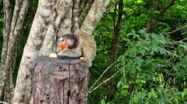 The black-tufted marmoset, Callithrix penicillata also known as Mico-estrela in Portuguese is a typical monkey from central Brazil. Here in Campeche, Florianopolis