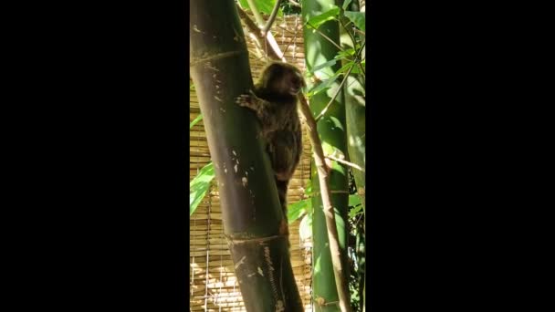 Callithrix Penicillata Також Відома Mico Estrela Португальською Типова Мавпа Центральної — стокове відео