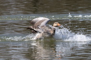 The greylag goose spreading its wings on water. Anser anser is a species of large goose in the waterfowl family Anatidae and the type species of the genus Anser. clipart