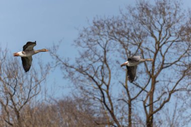 Anser anser, Anatidae familyasından Anatidae familyasından bir kaz türü. Burada havada uçuyor..