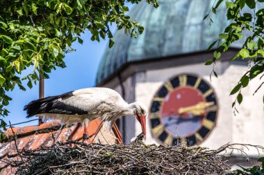 White Stork, Ciconia ciconia with small babies on the nest in Oettingen, Swabia, Bavaria, Germany in Europe. Ciconia ciconia is a bird in the stork family Ciconiidae.Its plumage is mainly white clipart