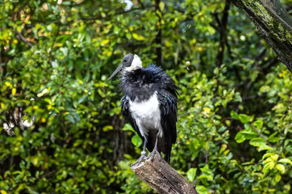 Saman boyunlu Ibis, Threskiornis spinicollis, Threskiornithidae familyasından bir kuş türü..