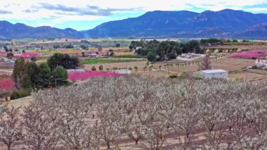 Cieza 'da şeftali çiçeği, Mirador El Olmico. Murcia bölgesindeki Cieza 'da çiçek açan şeftali ağaçlarının videosu. Şeftali, erik ve nektarin ağaçları. İspanya