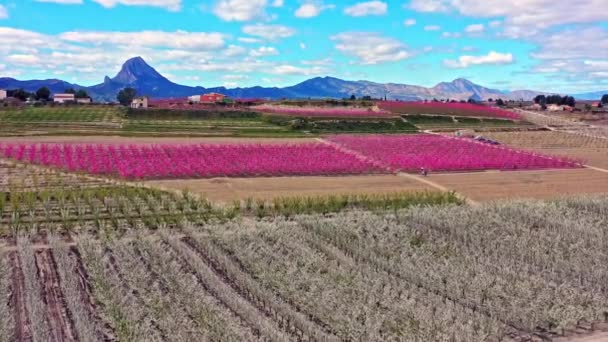 在Cieza Mirador Olmico的桃花 穆尔西亚地区Cieza桃树开花的录像 李子和油桃树 西班牙 — 图库视频影像