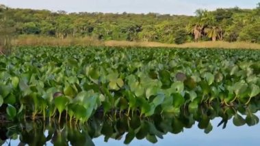 Canoe tour on the Pantanal Marimbus, waters of many rivers and abundant vegetation, in Andarai, Bahia, Brazil in the Chapada Diamantina