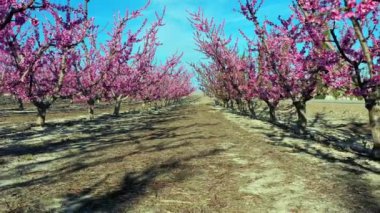Cieza 'da şeftali çiçeği, Mirador El Horno. Murcia bölgesindeki Cieza 'da çiçek açan şeftali ağaçlarının videosu. Şeftali, erik ve nektarin ağaçları. İspanya