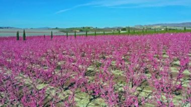 Cieza 'da şeftali çiçeği, Mirador El Horno. Murcia bölgesindeki Cieza 'da çiçek açan şeftali ağaçlarının videosu. Şeftali, erik ve nektarin ağaçları. İspanya