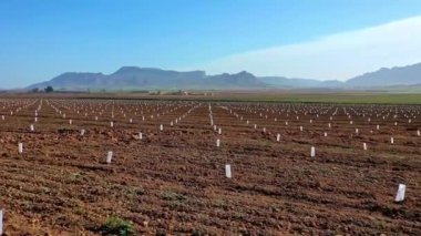 Cieza yakınlarındaki Jumilla 'da çok genç şeftali ağaçları. Murcia bölgesindeki Jumilla 'da çiçek açan şeftali ağaçlarının videosu. Şeftali, erik ve nektarin ağaçları. İspanya