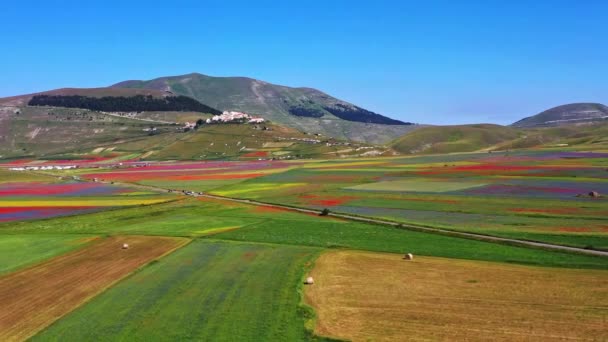 Floración Lentejas Con Amapolas Acianos Castelluccio Norcia Parque Nacional Sibillini — Vídeo de stock