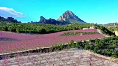Cieza La Torre 'da şeftali çiçeği. Murcia bölgesindeki Cieza 'da çiçek açan şeftali ağaçlarının videosu. Şeftali, erik ve nektarin ağaçları. İspanya