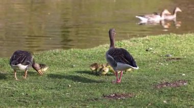 Anser anser, Anatidae familyasından bir kuş türü olan Anatidae familyasından bir kaz türü.