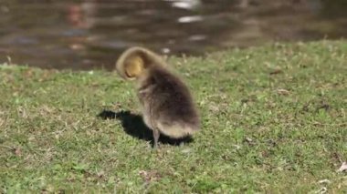 Anser anser, Anatidae familyasından bir kuş türü olan Anatidae familyasından bir kaz türü.