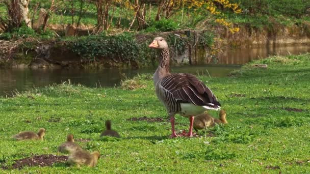 Close Beautiful Yellow Fluffy Greylag Goose Baby Gosling Spring Anser — Vídeos de Stock