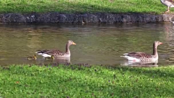 Close Beautiful Yellow Fluffy Greylag Goose Baby Gosling Spring Anser — Stock Video