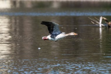 Anser anser, Anatidae familyasından Anatidae familyasından bir kaz türü. Burada havada uçuyor..