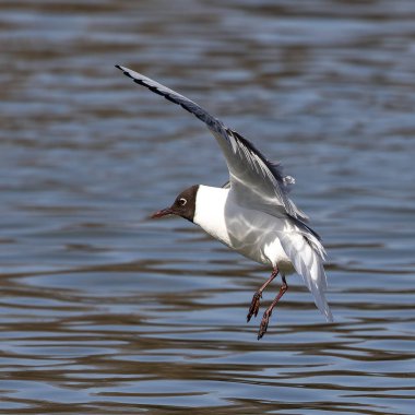Closeup of a Black-Headed Gull, Chroicocephalus ridibundus flying over a lake in the English Garden in Munich, Germany. Adult winter plumage clipart