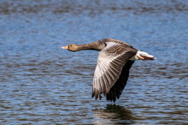 The greylag goose, Anser anser is a species of large goose in the waterfowl family Anatidae and the type species of the genus Anser. Here flying in the air. clipart