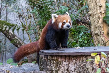 The red panda, Ailurus fulgens, also called the lesser panda and the red cat-bear. clipart