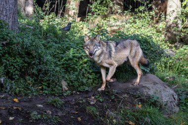 Kurt, gri kurt ya da kereste kurdu olarak da bilinen, Avrasya ve Kuzey Amerika 'nın vahşi ve uzak bölgelerinde yaşayan bir köpek türüdür..