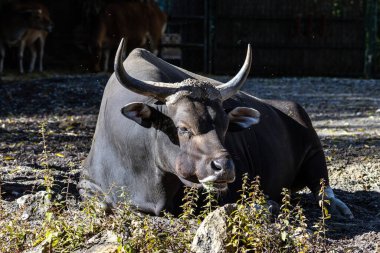 Banteng, Bos javanicus veya Red Bull. Vahşi bir sığır türüdür ama sığır ve bizondan farklı kilit özellikler vardır: hem erkek hem de dişilerde beyaz bir şerit..
