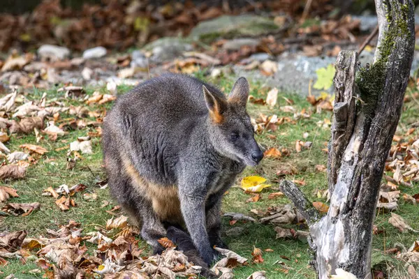 stock image Swamp Wallaby, Wallabia bicolor, is one of the smaller kangaroos. This wallaby is also commonly known as the black wallaby