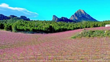 Cieza La Torre 'da şeftali çiçeği. Murcia bölgesindeki Cieza 'da çiçek açan şeftali ağaçlarının videosu. Şeftali, erik ve nektarin ağaçları. İspanya