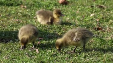 Anser anser, Anatidae familyasından bir kuş türü olan Anatidae familyasından bir kaz türü.