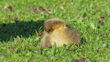 Anser anser, Anatidae familyasından bir kuş türü olan Anatidae familyasından bir kaz türü.