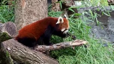 Kırmızı panda, Ailurus fulgens, daha küçük panda ve ağaçta oturan kırmızı kedi ayı olarak da bilinir.