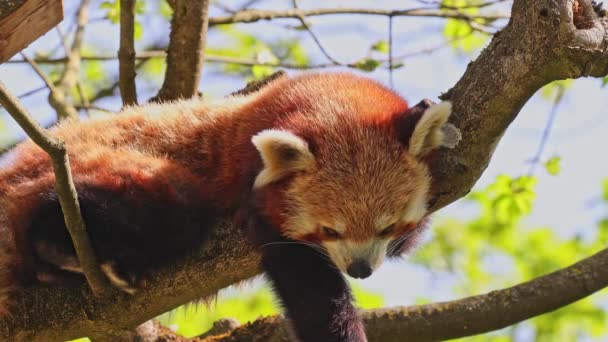 Der Rote Panda Ailurus Fulgens Auch Kleiner Panda Genannt Und — Stockvideo