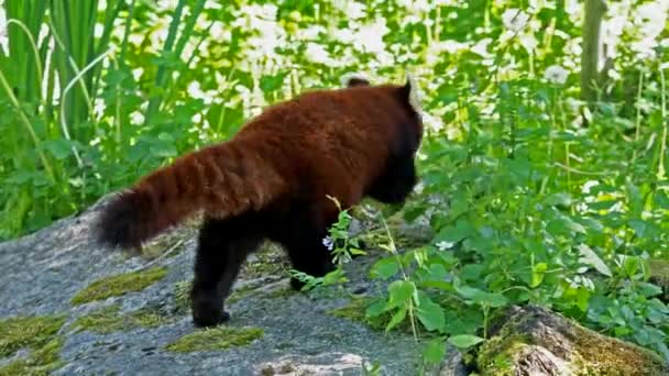 Kırmızı Panda Ailurus Fulgens Daha Küçük Panda Ağaçta Oturan Kırmızı — Stok video