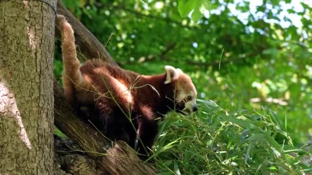 Panda Rouge Ailurus Fulgens Aussi Appelé Petit Panda Chat Ours — Video