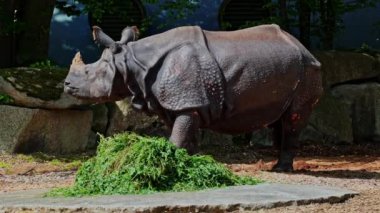 Hintli gergedan, gergedan unicornis de Büyük Tek Boynuzlu Gergedan ve Asyalı Tek Boynuzlu Gergedan olarak adlandırılır ve gergedan familyasına aittir..