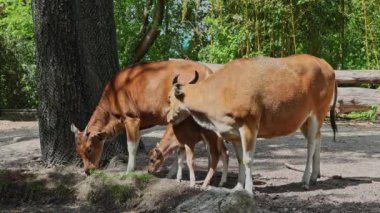 Banteng ailesi, Bos javanicus veya Red Bull. Vahşi bir sığır türüdür ama sığır ve bizondan farklı kilit özellikler vardır: hem erkek hem de dişilerde beyaz bir şerit..