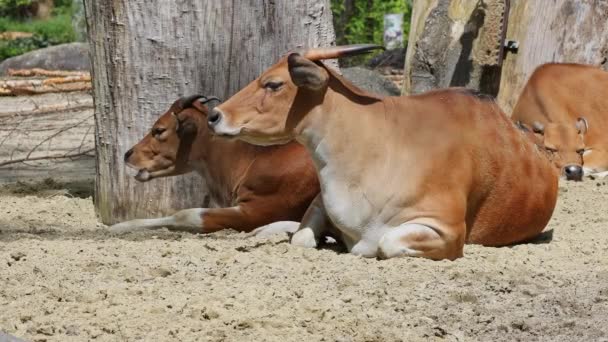 Banteng Bos Javanicus或Red Bull的家族 它是一种野生牛 但有一些与牛和野牛不同的主要特征 雄性和雌性的白色带底部 — 图库视频影像
