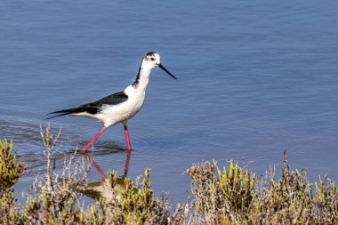 Siyah kanatlı stilt, Himantopus himantopus Ria Formosa Doğal Rezervi, Portekiz Algarve.